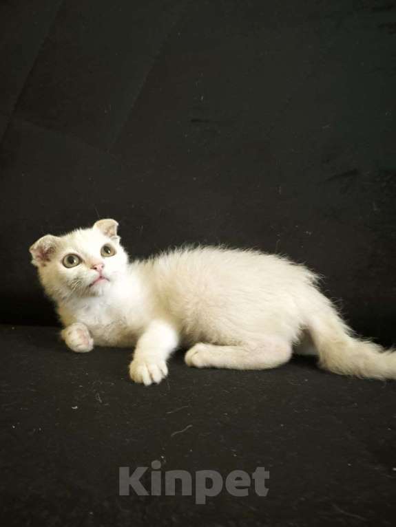 Кошки в Москве: Инопланетянка с огромными глазами Девочка, Бесплатно - фото 3