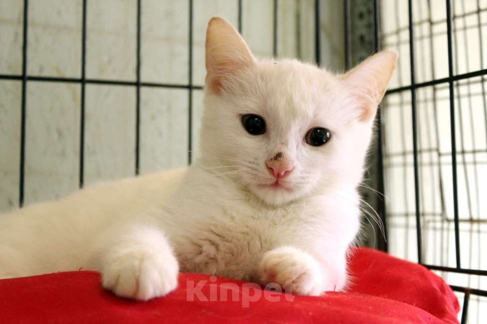 Кошки в Санкт-Петербурге: Беленький котёнок Мальчик, Бесплатно - фото 1
