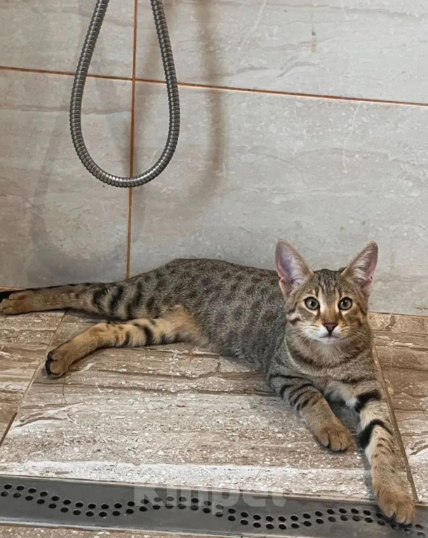 Кошки в Люберцах: Саванна котенок девочка Девочка, 100 000 руб. - фото 2
