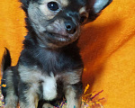 Собаки в Краснодаре: Щенки чихуахуа  Мальчик, 12 500 руб. - фото 1