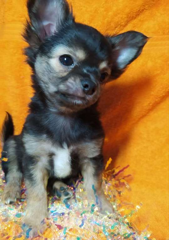 Собаки в Краснодаре: Щенки чихуахуа  Мальчик, 12 500 руб. - фото 1
