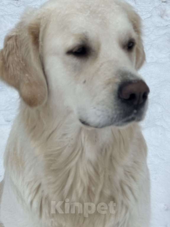 Собаки в Челябинске: Золотистый ретривер Мальчик, 80 000 руб. - фото 5