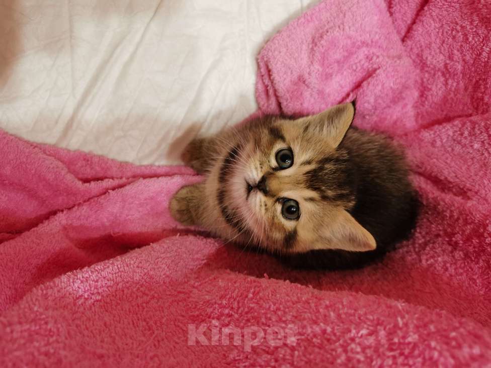 Кошки в Чебоксарах: Лапочка девочка Девочка, Бесплатно - фото 4