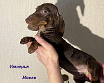 Собаки в Москве: Шоколадно Мраморные Стандартные Таксы Девочка, 50 000 руб. - фото 4