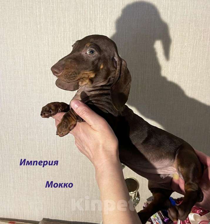 Собаки в Москве: Шоколадно Мраморные Стандартные Таксы Девочка, 50 000 руб. - фото 4