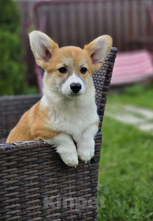 Собаки в Сергиеве Посаде: Мальчик Вельш Корги Пемброк 5 месяцев  Мальчик, 50 000 руб. - фото 4