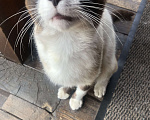 Кошки в Твери: Молодой сиамский котик ищет дом!!! Мальчик, Бесплатно - фото 1