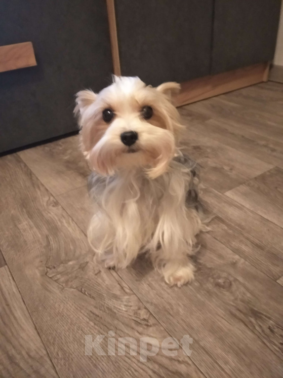 Собаки в Сатке: Щенки бивер йорка Девочка, 40 000 руб. - фото 4