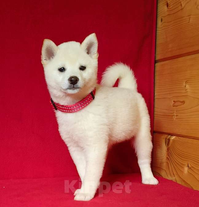 Собаки в Москве: Белые Сиба ину. Девочка. Тэнси Данц Девочка, 800 000 руб. - фото 1