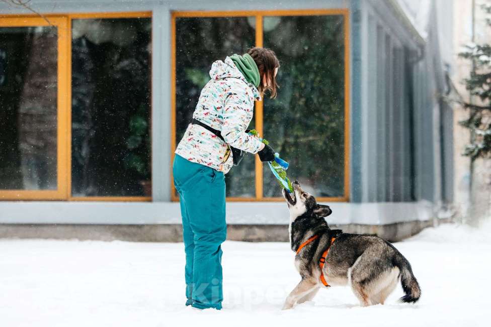 Собаки в Москве: Фантастический Хэппи ищет дом Мальчик, Бесплатно - фото 6