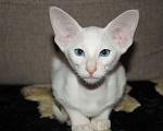 Кошки в Новосибирске: Продам Ориентальных котят Девочка, 20 000 руб. - фото 5