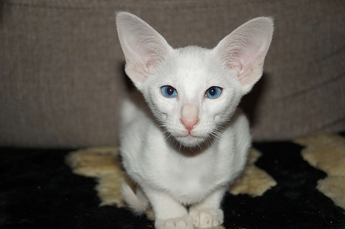 Продам Ориентальных котят