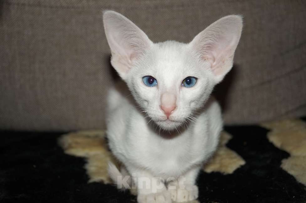 Кошки в Новосибирске: Продам Ориентальных котят Девочка, 20 000 руб. - фото 5