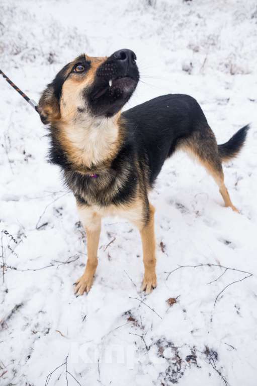 Собаки в Москве: Самая обнимательная девочка приюта Девочка, Бесплатно - фото 3