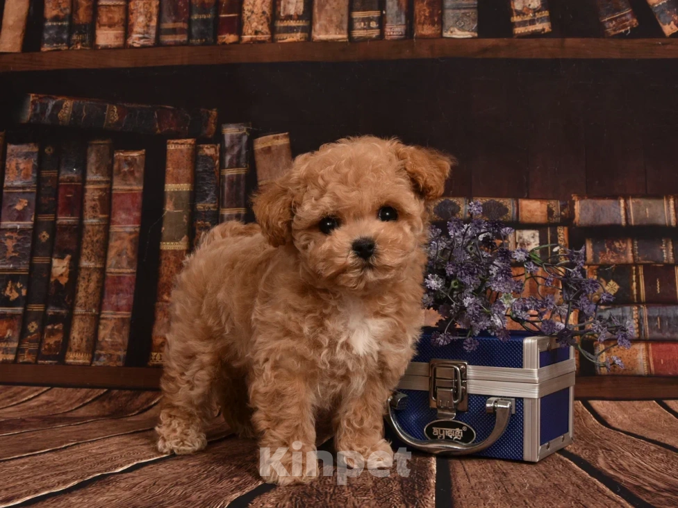 Собаки в Москве: Продается щенок Мальтипу Мальчик, Бесплатно - фото 2