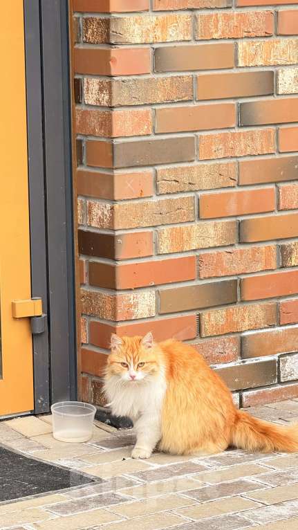 Кошки в Казани: Найдена рыжая кошечка Девочка, Бесплатно - фото 3