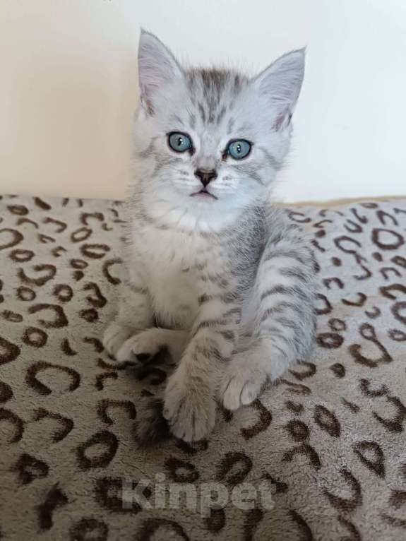 Кошки в Новосибирске: Котенок мальчик  Мальчик, 5 000 руб. - фото 4