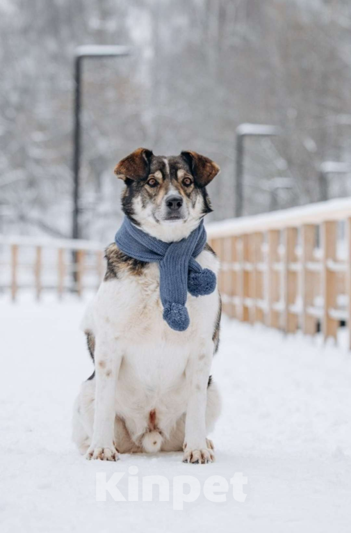 Собаки в других городах Московской области: Сладкий пирожок заждался свою семью Мальчик, Бесплатно - фото 8