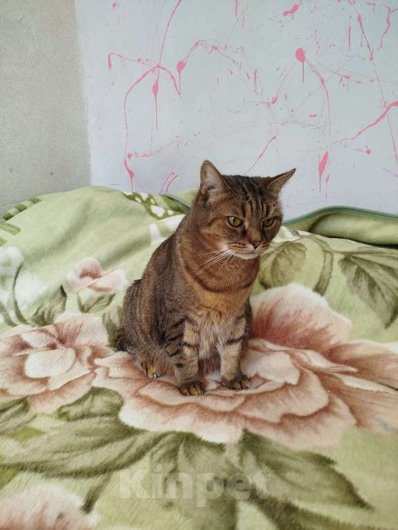 Кошки в Мытищах: Ищу новый дом для котиков Мальчик, Бесплатно - фото 3