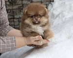 Собаки в Москве: Шоколадный носик. Девочка шпица Девочка, 39 000 руб. - фото 5