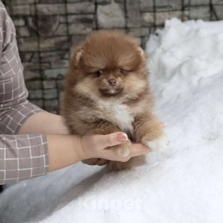 Собаки в Москве: Шоколадный носик. Девочка шпица Девочка, 39 000 руб. - фото 5