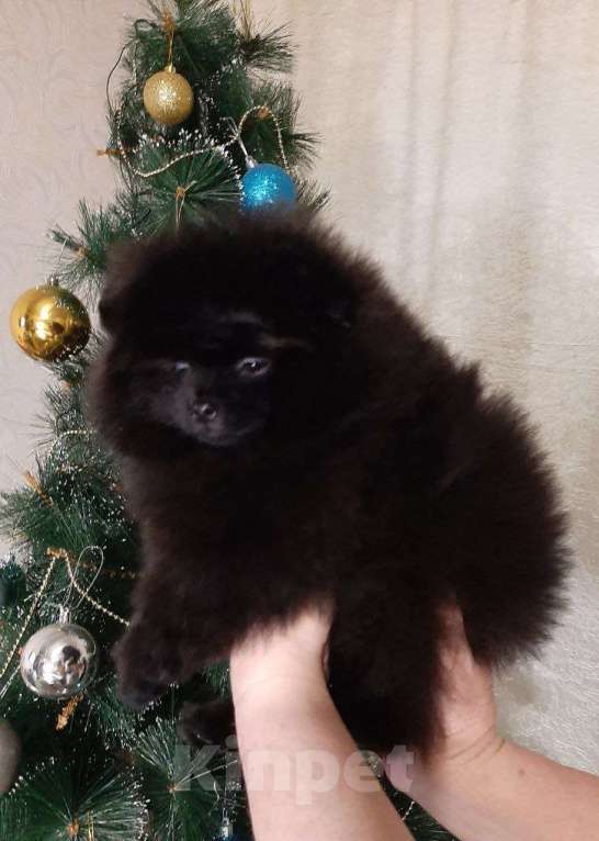 Собаки в Самаре: Шпиц Мальчик, 80 000 руб. - фото 1