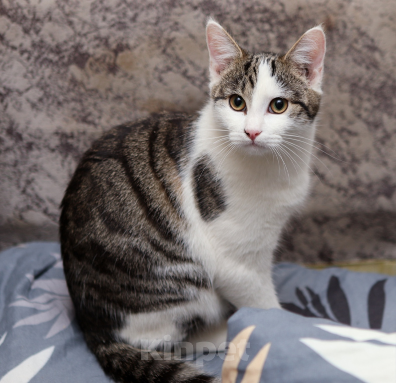 Кошки в Москве: Шикарные молодые котики и кошечки (1 г.) в дар Девочка, Бесплатно - фото 10