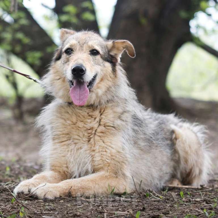 Собаки в Москве: Лея Девочка, Бесплатно - фото 3