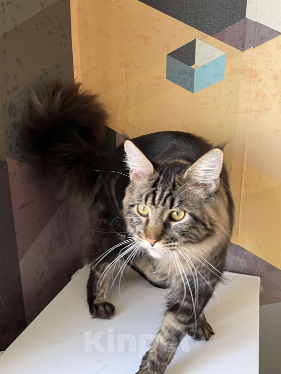 Кошки в Москве: Хичкок Мальчик, 80 000 руб. - фото 4