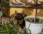 Собаки в Зарайске: Пропала собака кобель Филя Мальчик, Бесплатно - фото 2