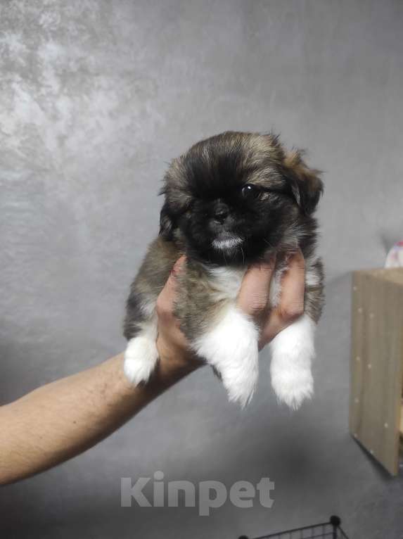 Собаки в Георгиевске: Щенки мини пекинеса Мальчик, 7 000 руб. - фото 2