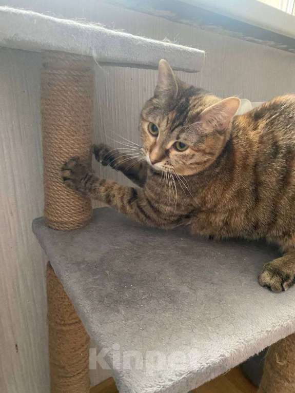 Кошки в Москве: Котенок Туся ищет дом Девочка, Бесплатно - фото 1