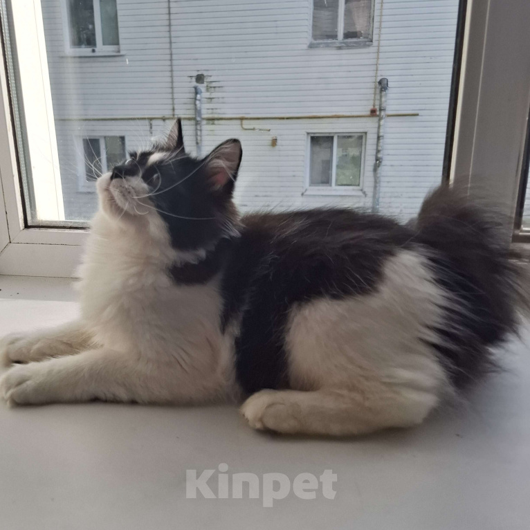 Кошки в Москве: Котик Гром Мальчик, 27 000 руб. - фото 4
