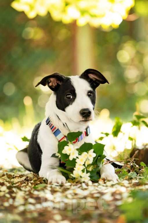 Собаки в Москве: Прекрасный щенок Дарэлл в добрые руки. Мальчик, Бесплатно - фото 4