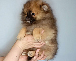 Собаки в Москве: Померанский шпиц, девочка Девочка, 22 000 руб. - фото 8
