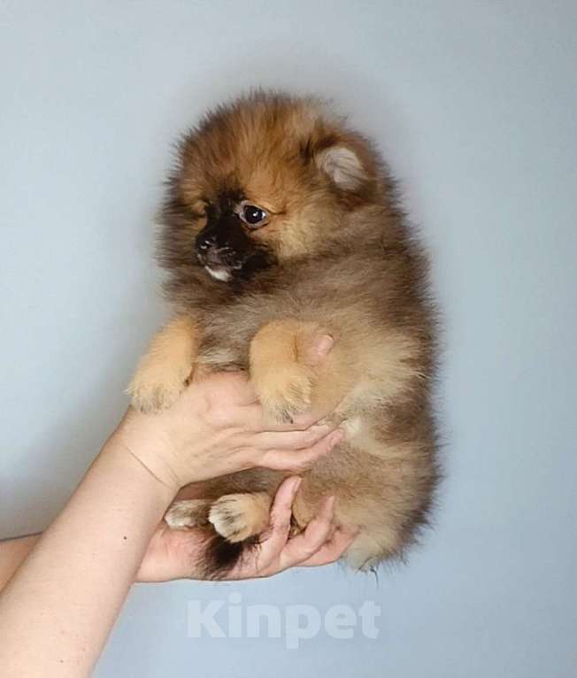 Собаки в Москве: Померанский шпиц, девочка Девочка, 22 000 руб. - фото 8