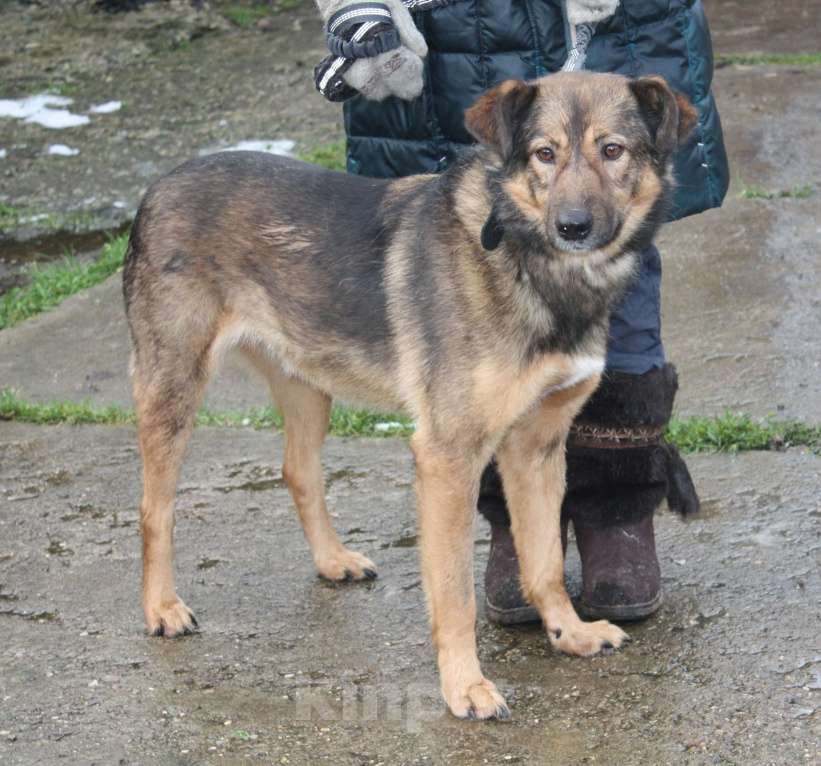 Собаки в Москве: Собака -улыбака, верный друг Тимка ждет свою семью Мальчик, Бесплатно - фото 7