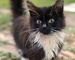 Кошки в Люберцах: Малышка Клео в поисках дома Девочка, 10 руб. - фото 2