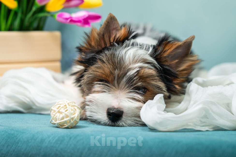 Собаки в Вологде: Таюшка ждёт весну и маму! Очаровательный мальчик бивер терьера (док. РКФ) Мальчик, 85 000 руб. - фото 3