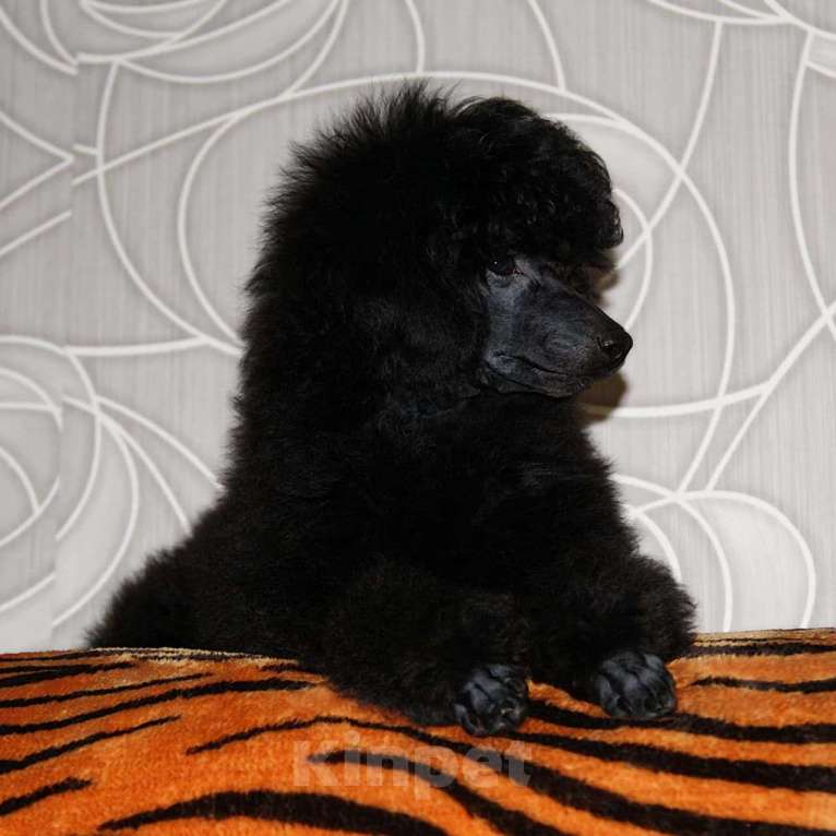 Собаки в Санкт-Петербурге: Той-пудель компаньон СПб Мальчик, 45 000 руб. - фото 3