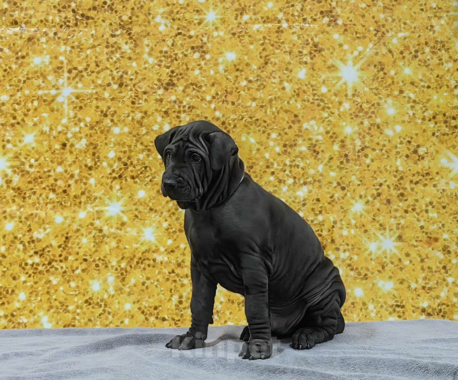 Собаки в Сургуте: Щенок Тайского риджбека Мальчик, Бесплатно - фото 4