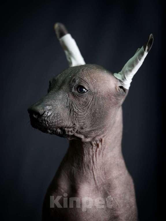 Собаки в Москве: Ксолоитцкуинтли стандартного размера  Девочка, Бесплатно - фото 5