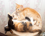 Кошки в Мурином: Котенок Авакадо Мальчик, Бесплатно - фото 4