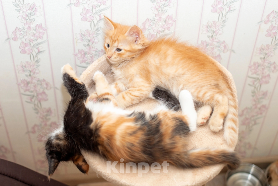Кошки в Мурином: Котенок Авакадо Мальчик, Бесплатно - фото 4