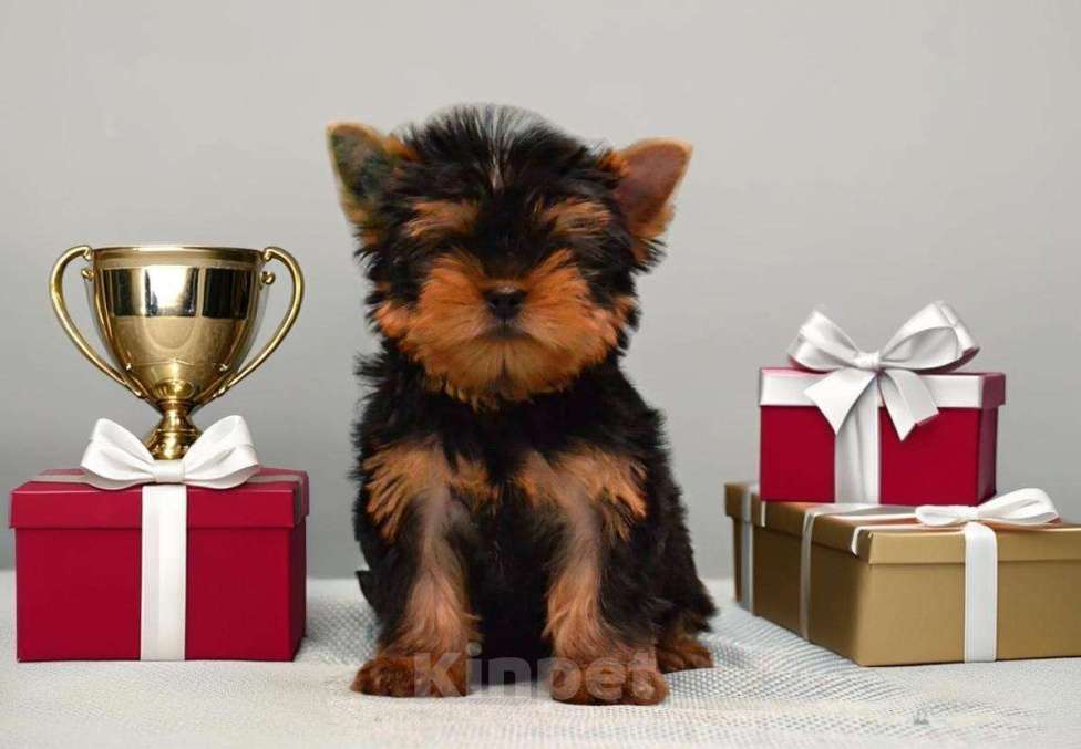 Собаки в Иркутске: Щенки йорки супер мини в Иркутске Мальчик, 75 000 руб. - фото 2