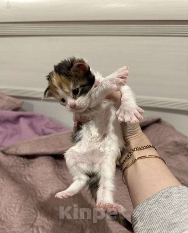 Кошки в Екатеринбурге: мейн-кун полидакт Девочка, 40 000 руб. - фото 1