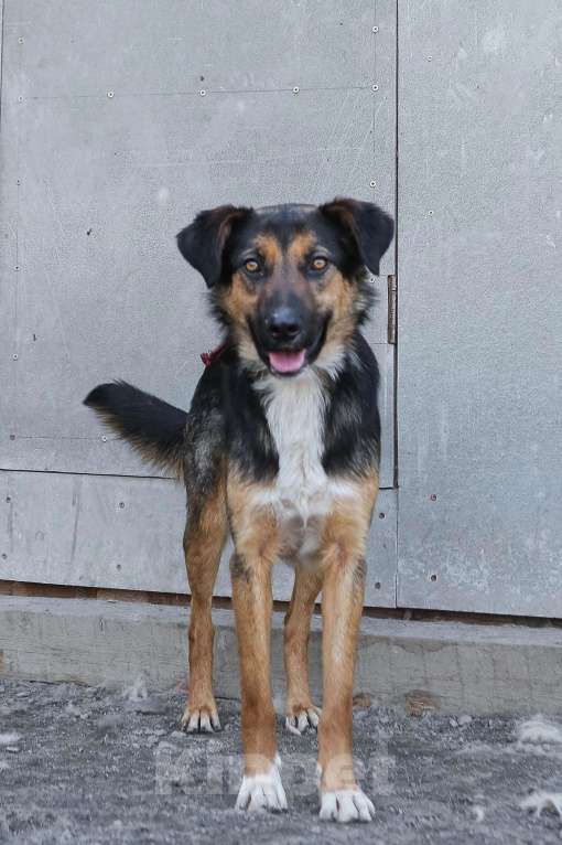 Собаки в Санкт-Петербурге: Отдам собаку бесплатно. Мальчик, Бесплатно - фото 4