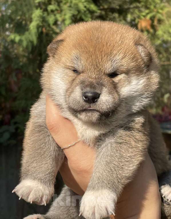 Собаки в Москве: Щенки сиба  Девочка, Бесплатно - фото 2