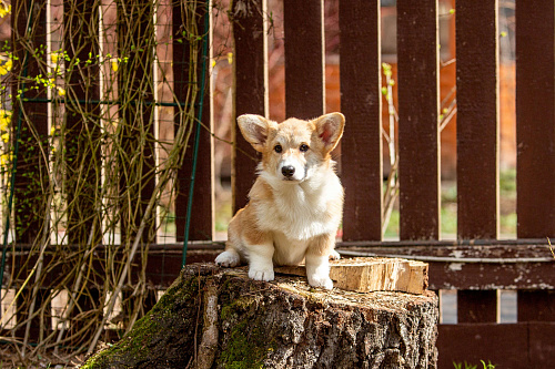 Объявление: Рыжая девчонка, 60 000 руб., Москва