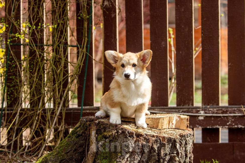 Собаки в Москве: Рыжая девчонка Девочка, 60 000 руб. - фото 1